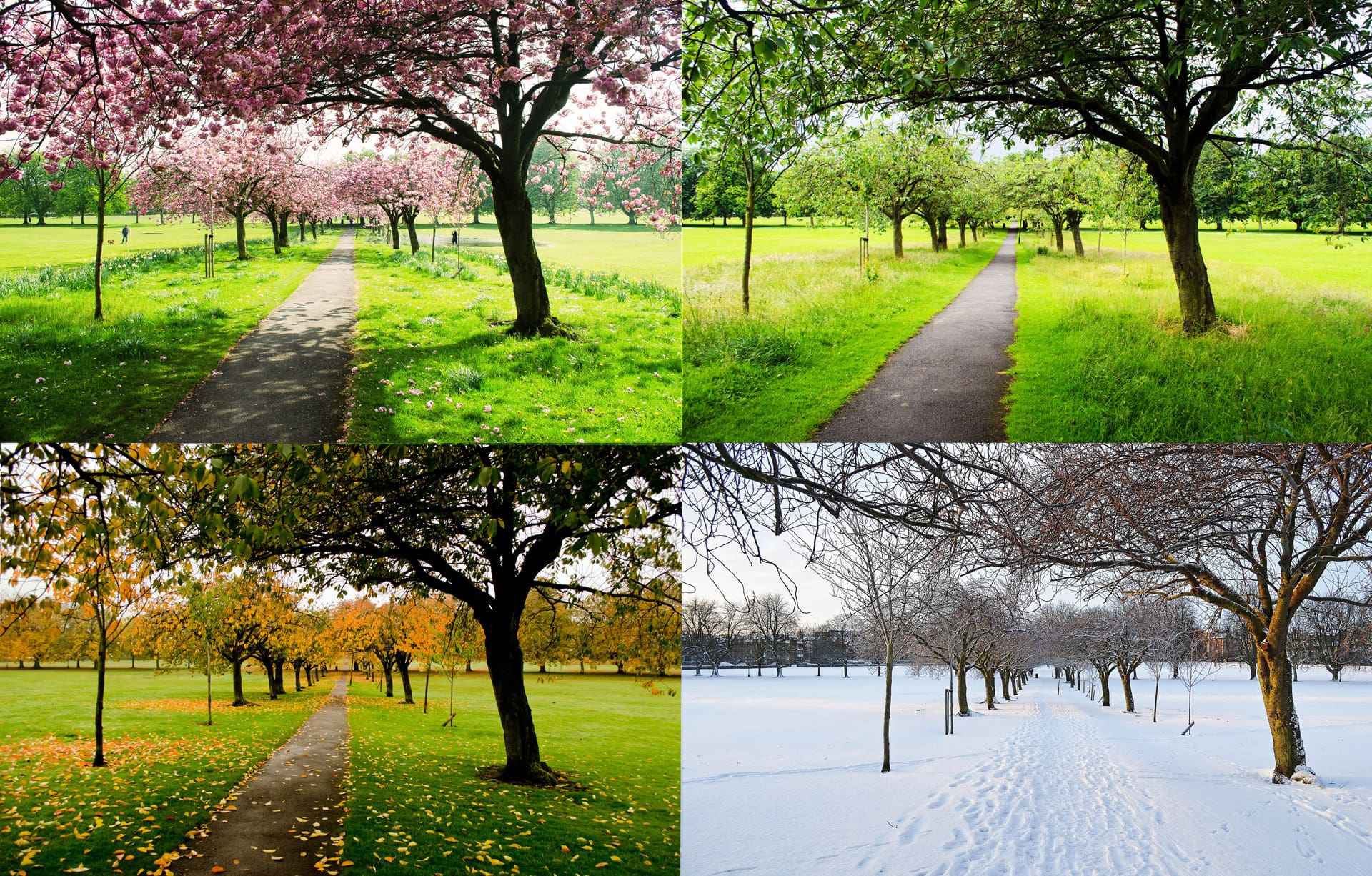 the four seasons tint comparison